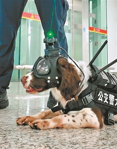 大象配资 广州公安自主研发“利器”，犬用智能“作战”头盔亮相